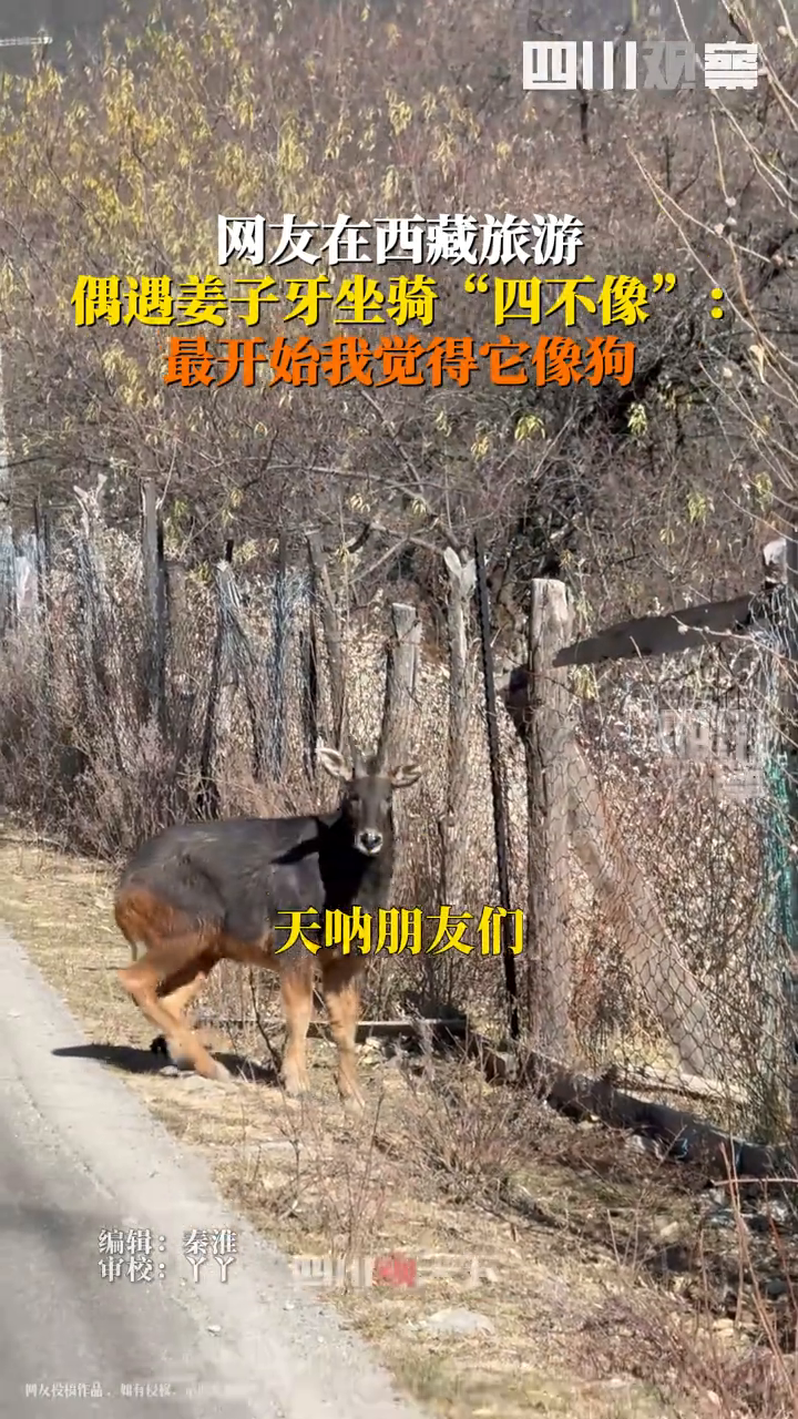 西藏旅游偶遇姜子牙坐骑,四不像,学名中华鬣羚