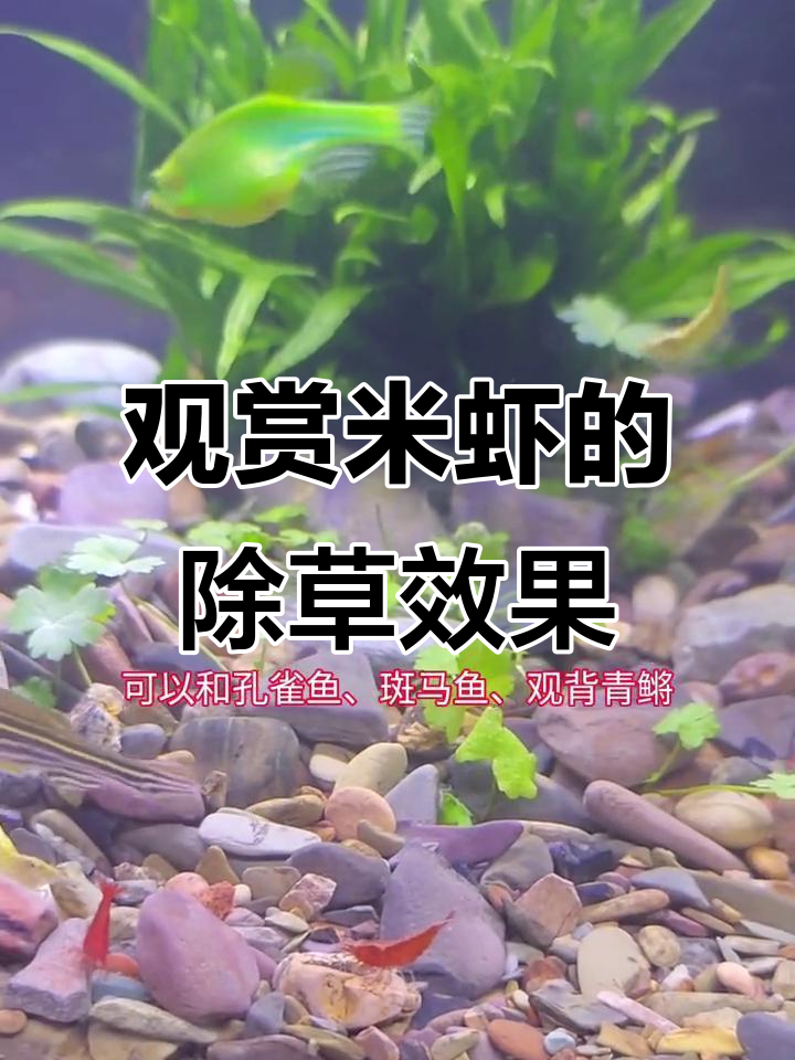 米虾:颜值与除藻能力并存,草缸中的小卫士