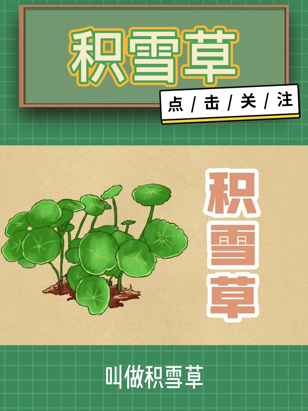 白云山维一精油中药成分——积雪草的功效