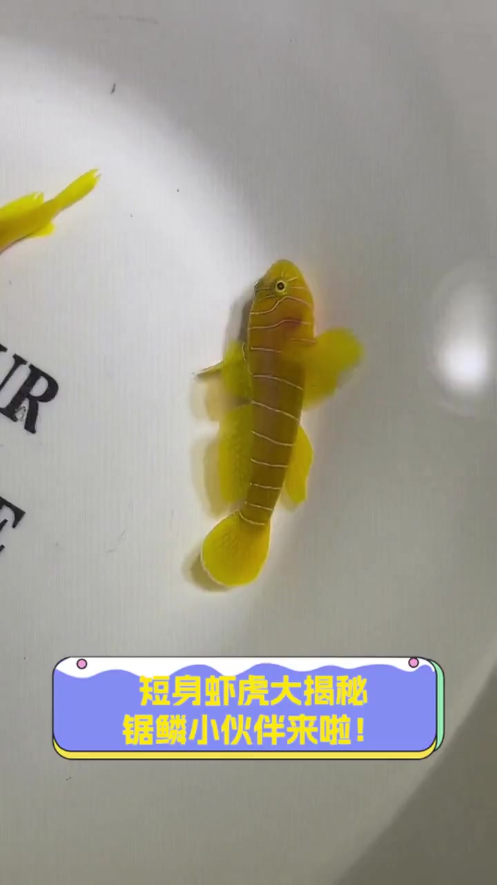 短身虾虎大揭秘,锯鳞小伙伴来啦!