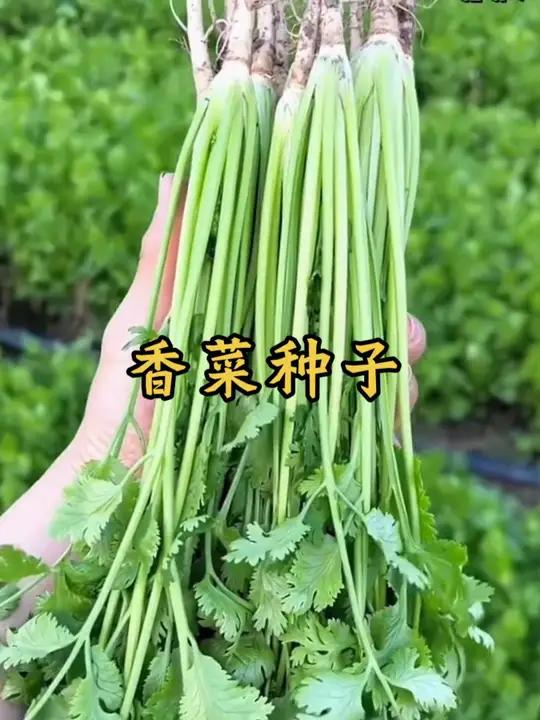 这样种香菜发芽快出苗率高