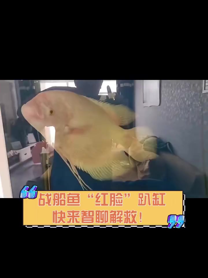 战船鱼“红脸”趴缸,快来智聊解救!