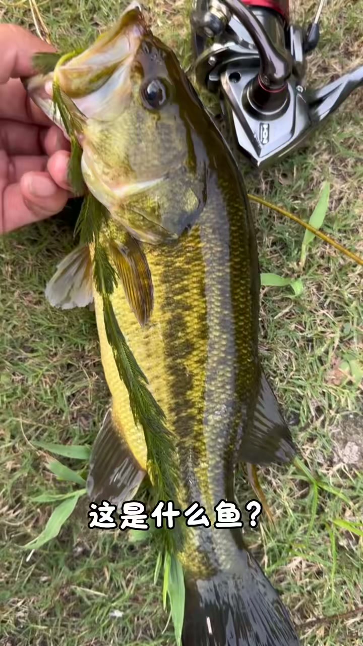 分享科普43种淡水鱼和海鱼，看看你认识几种？