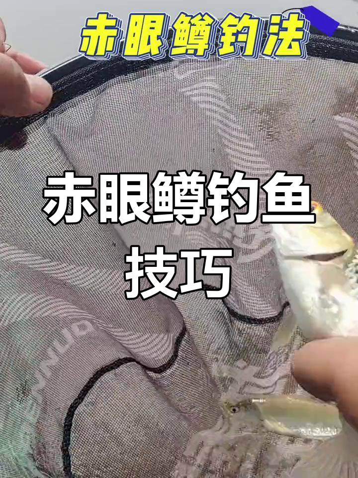 红眼鱼钓法揭秘,赤眼鳟的独特习性