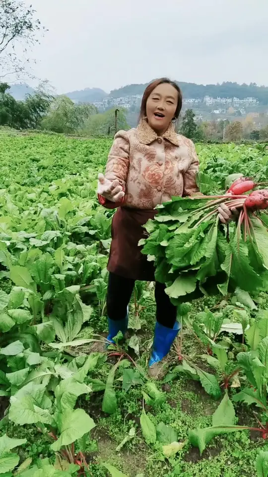 家人们快来拿正宗无公害新鲜蔬菜去吃!