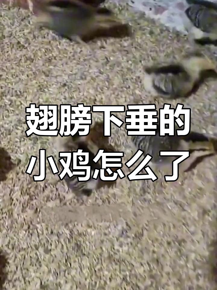 小鸡翅膀下垂原因分析,四种常见病因揭秘