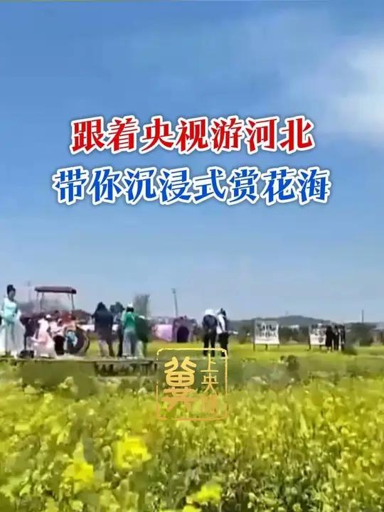 冀上央媒|5月6日,央视《中国新闻》关注了五一假期河北邯郸复兴区东高河村千亩油菜花海吸引大