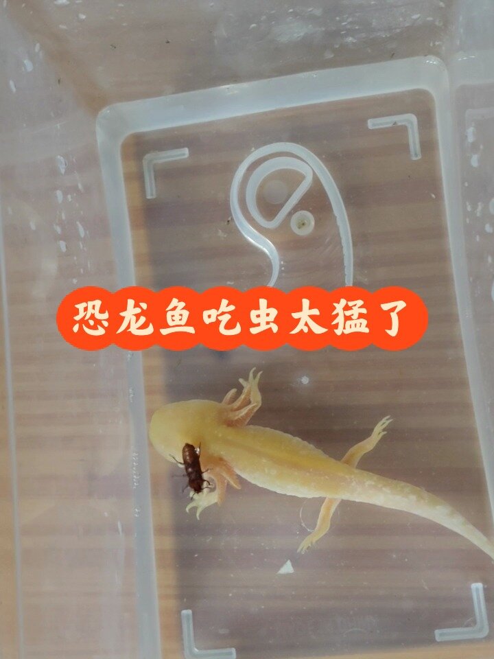 六角恐龙鱼吃黄粉虫的瞬间
