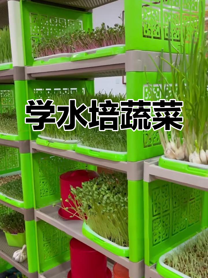 水培芽苗菜,轻松上手!大粒种子和小粒种子的种植技巧全解析