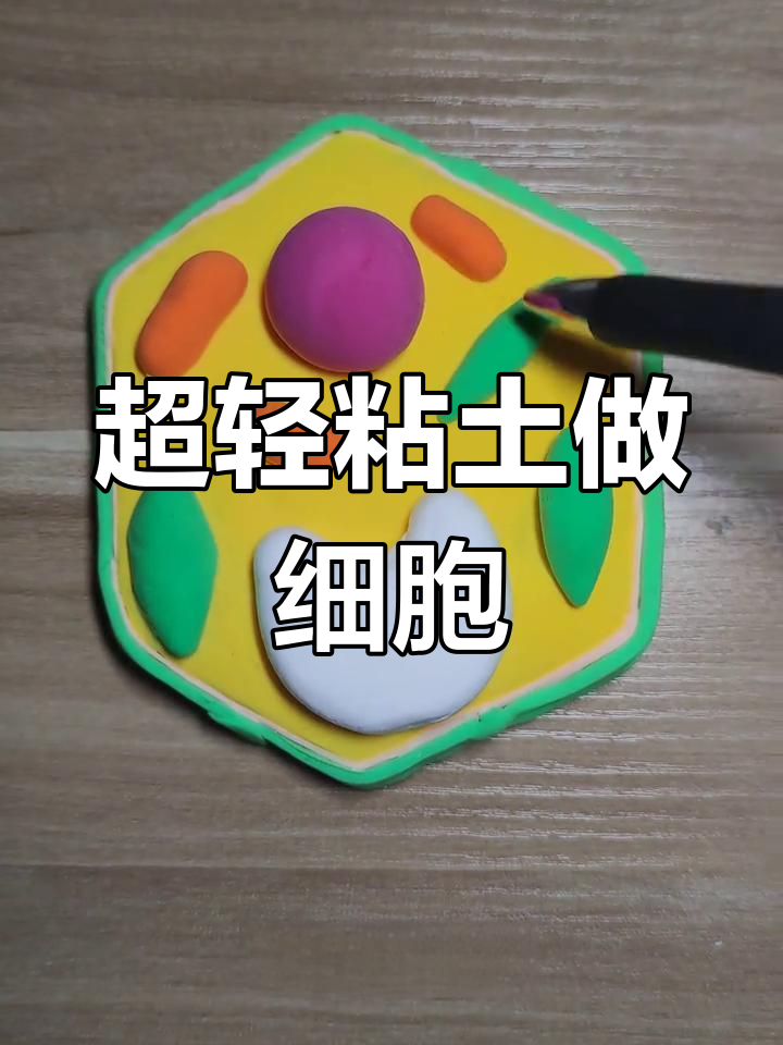 初一生物模型:植物与动物细胞制作技巧