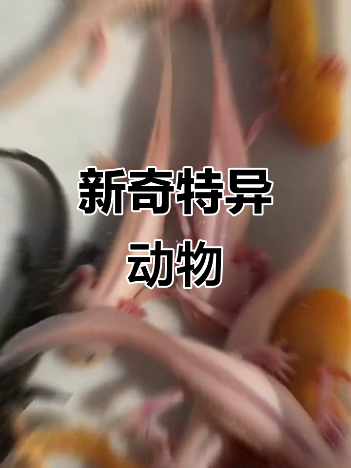 花鸟市场新奇生物,四腿鱼、迷你娃娃鱼和彩色青蛙超有趣!