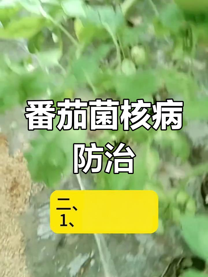 番茄菌核病症状与防治方法