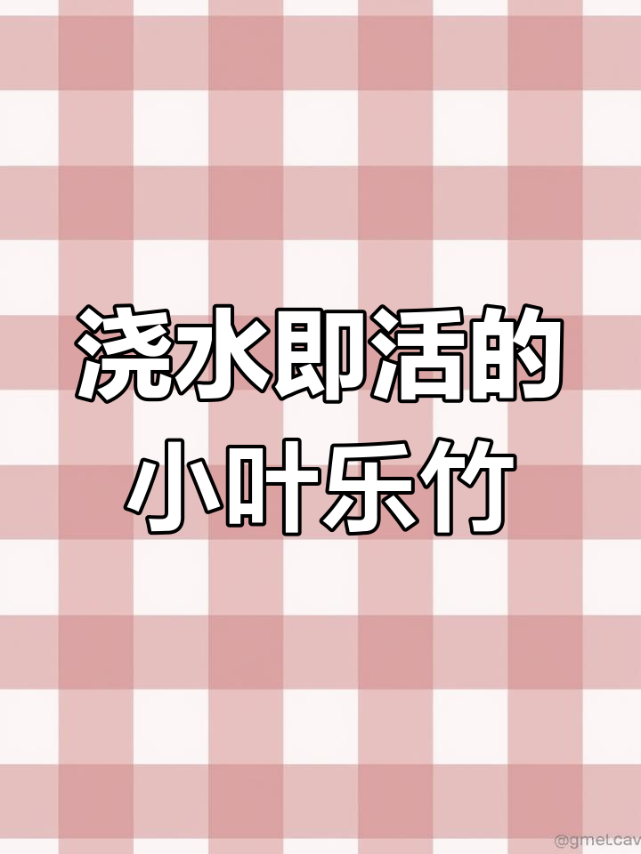 小叶乐竹:客厅办公楼必备,轻松养护彰显优雅