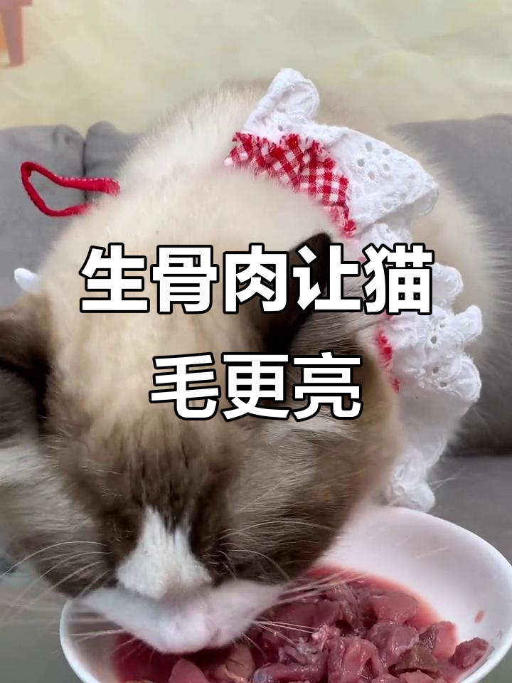 猫咪毛发亮丽的秘密:生骨肉喂养大揭秘