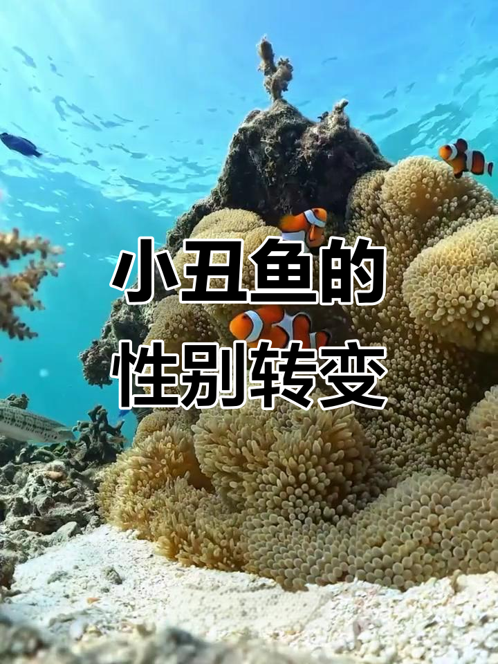 小丑鱼也能变性，揭秘雌雄同体秘密