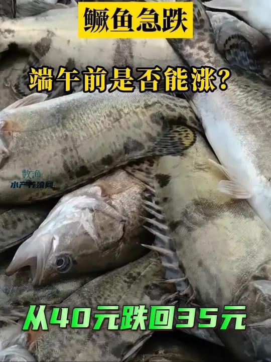 广州鳜鱼作为市场风向标,刚上演冲高后又急跌的惊魂戏码,究竟是端午旺季的提前预热,还是病害倒