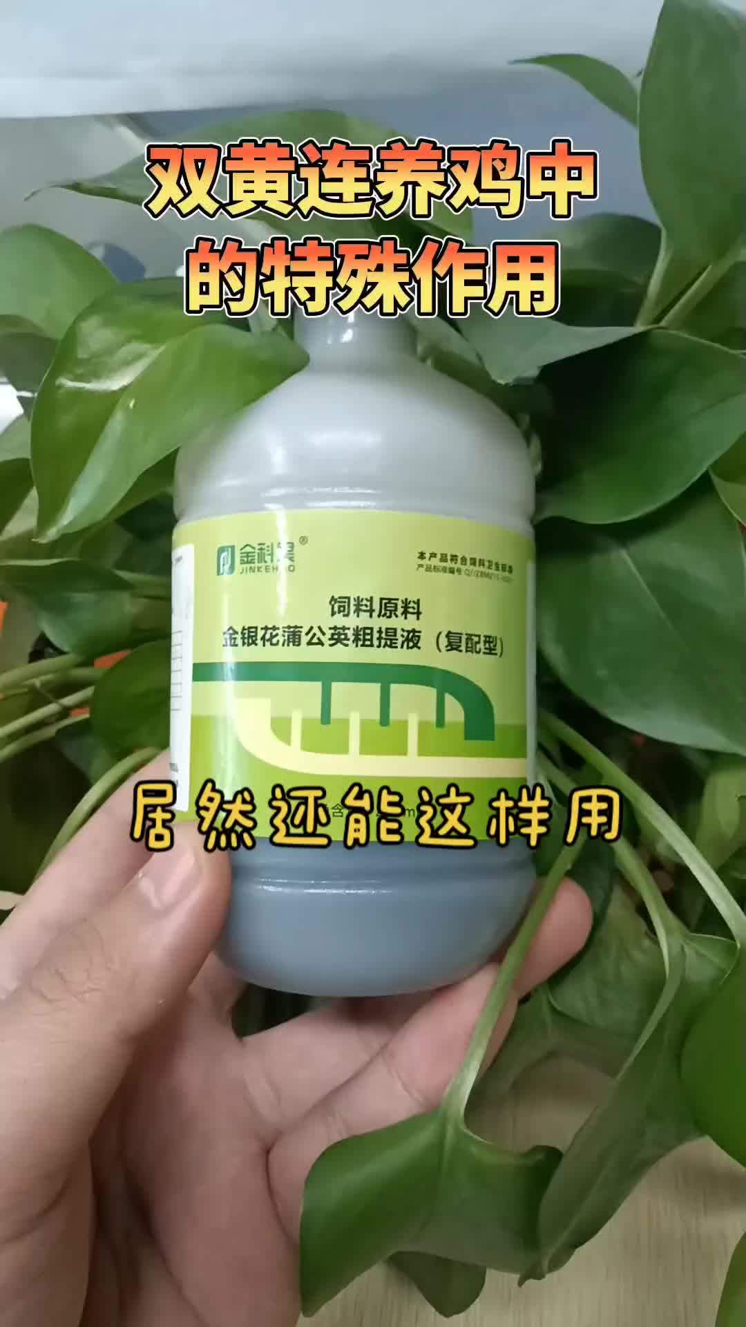 生态散养土鸡 科学养鸡 蛋鸡养殖 农村散养土鸡 散养土鸡