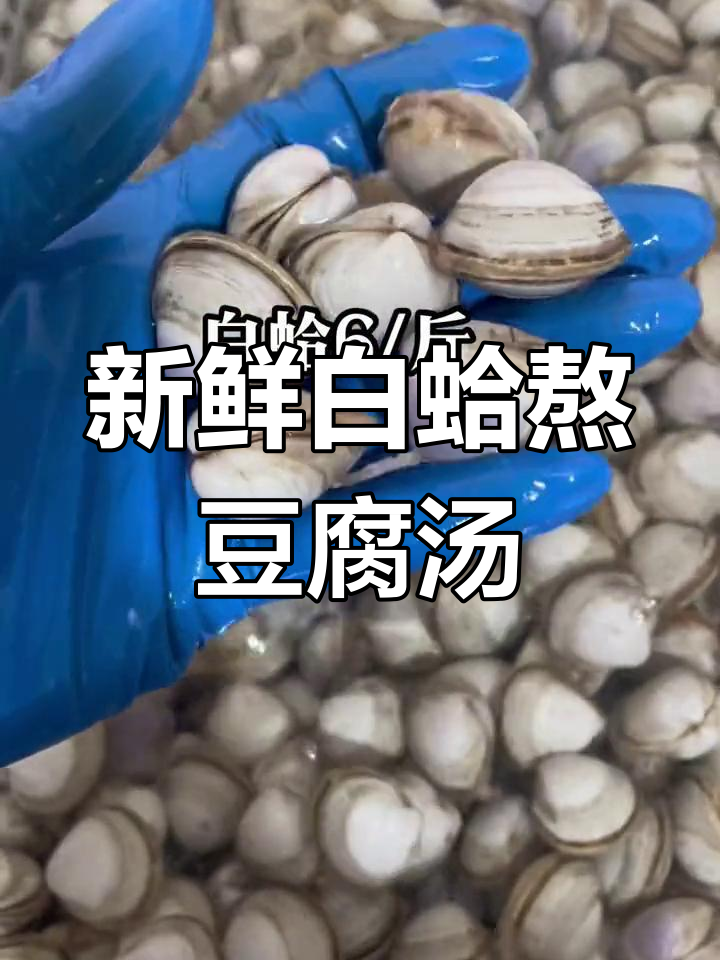 白蛤豆腐汤,鲜美无比!白沟楠哥海鲜推荐