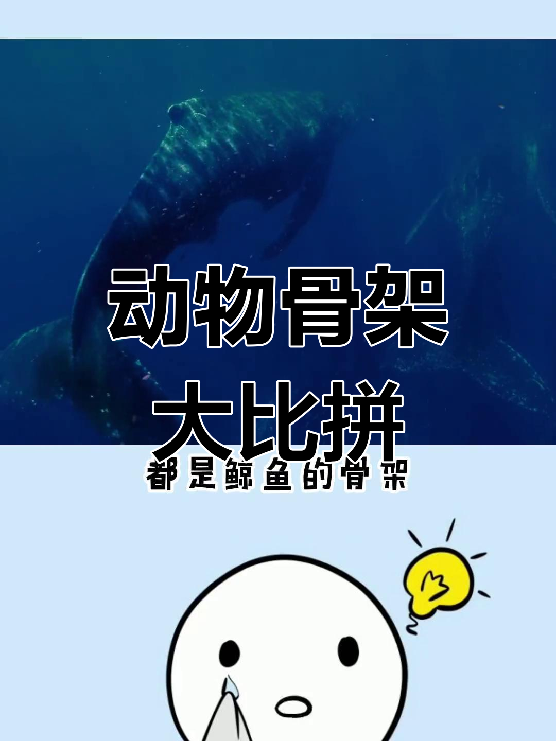企鹅骨架竟然像猫咪?揭秘其他动物骨骼的奇妙变化