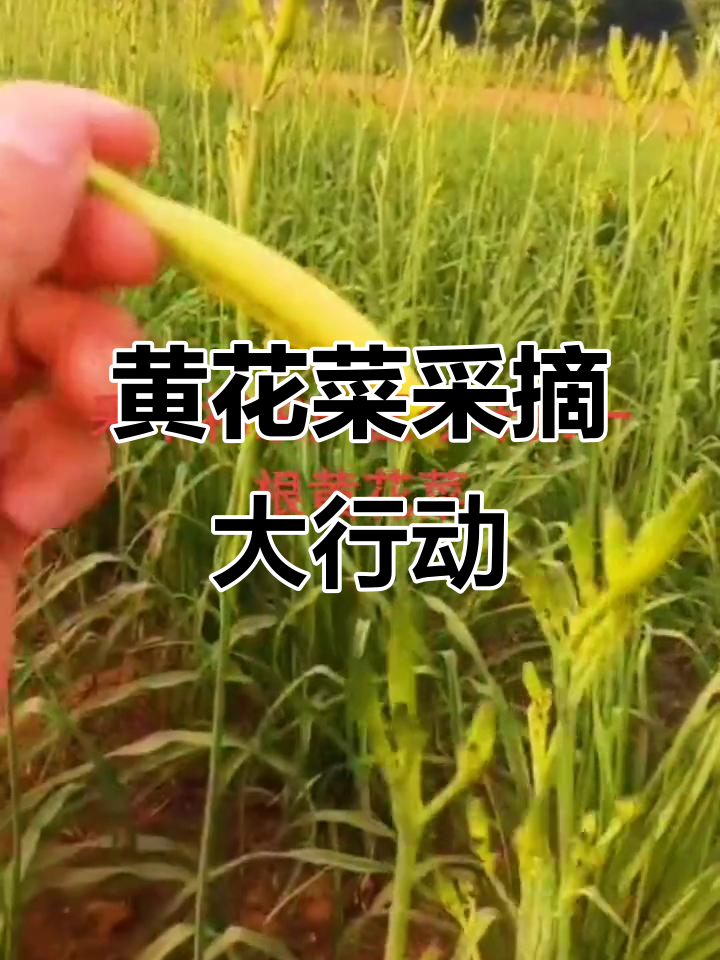 祁东的嘎子妹,黄花菜等你摘!