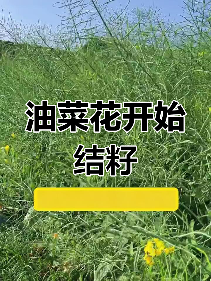 油菜花开始结籽,春天味道渐行渐远