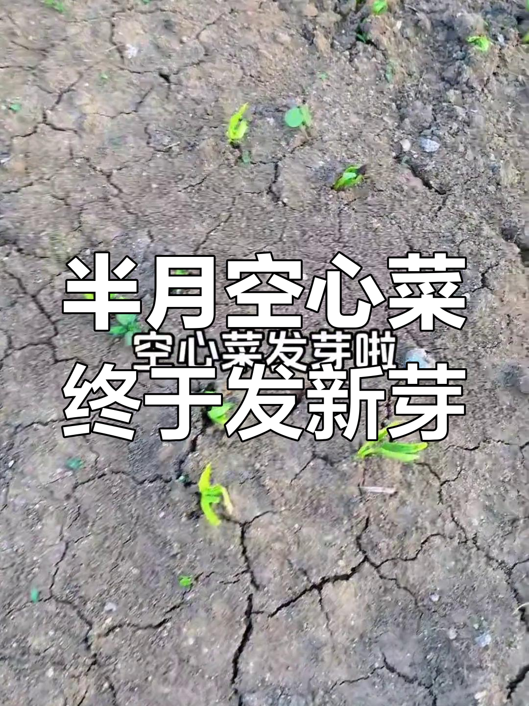 空心菜发芽真慢,半个月才见效果