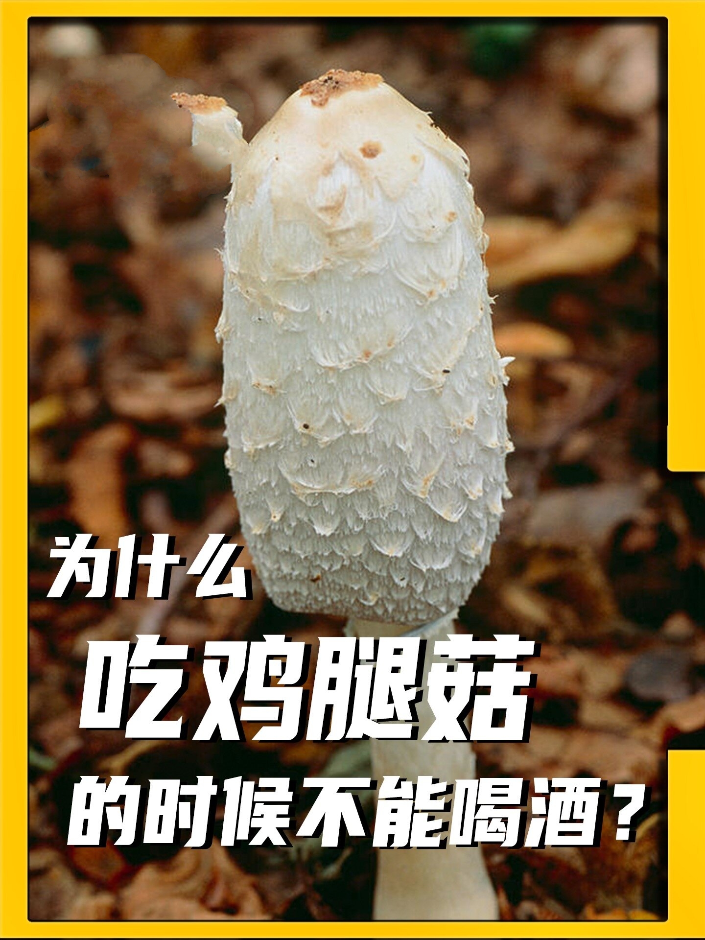 鸡腿菇与酒同食,脑瓜子嗡嗡的?