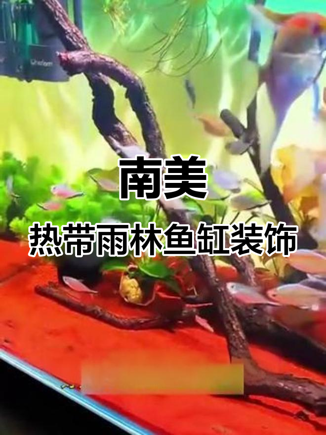 热带雨林风格鱼缸底砂造景,南美溪流沙与热铁胆石搭配