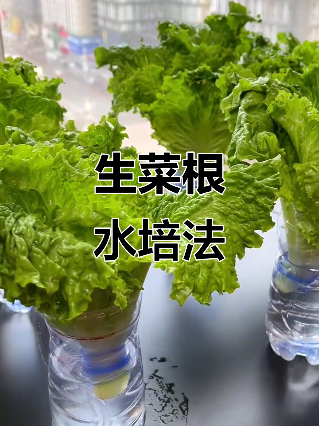 一颗生菜根变无限，阳台水培轻松搞定