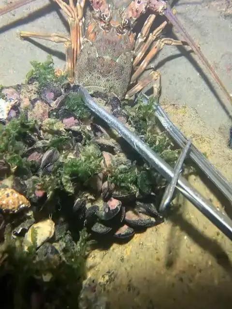 钱花完了,下海搞狮子鱼