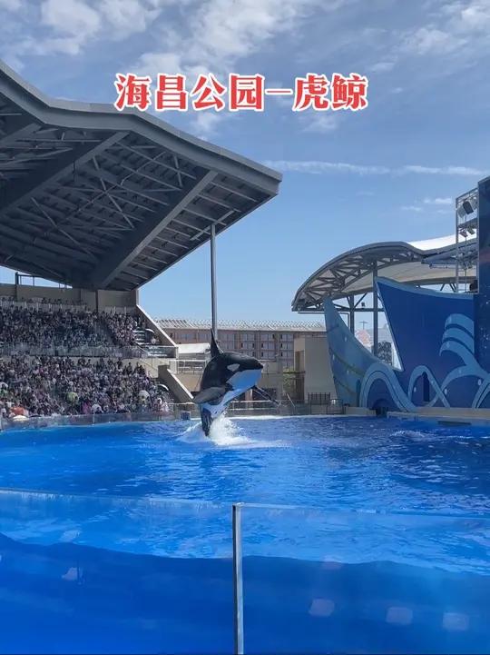 海昌海洋公园虎鲸表演 海洋馆打卡海昌海洋公园上海旅游海洋世界