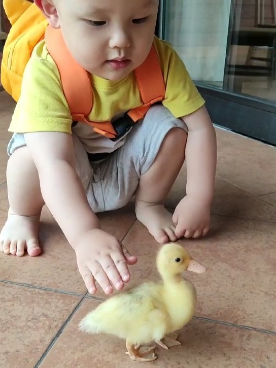 柯尔鸭小时候的样子