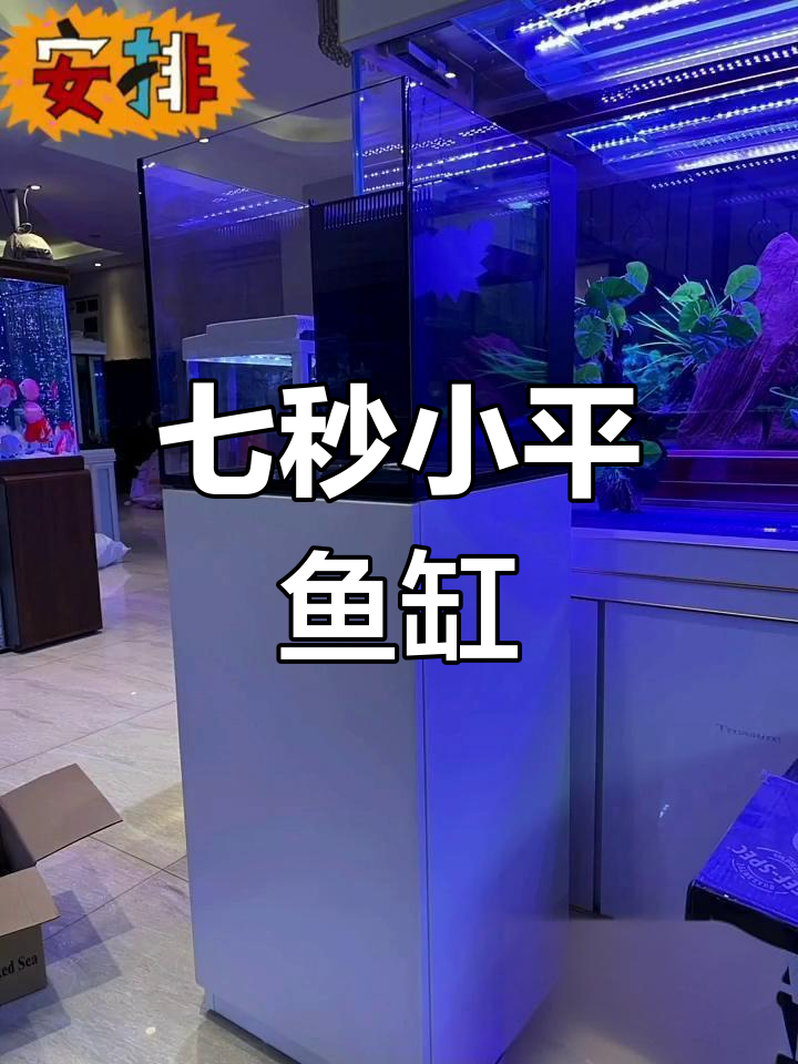 小巧七秒鱼缸,轻松养鱼