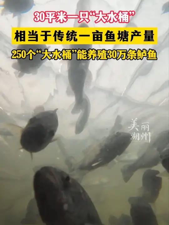 30平米一只“大水桶”相当于传统一亩鱼塘产量!250个“大水桶”能养殖30万条鲈鱼