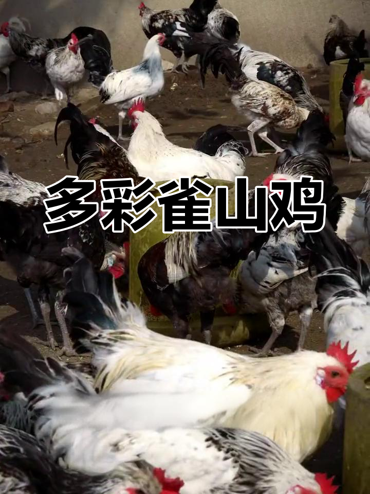 雀山鸡:多彩品种与美味肉质
