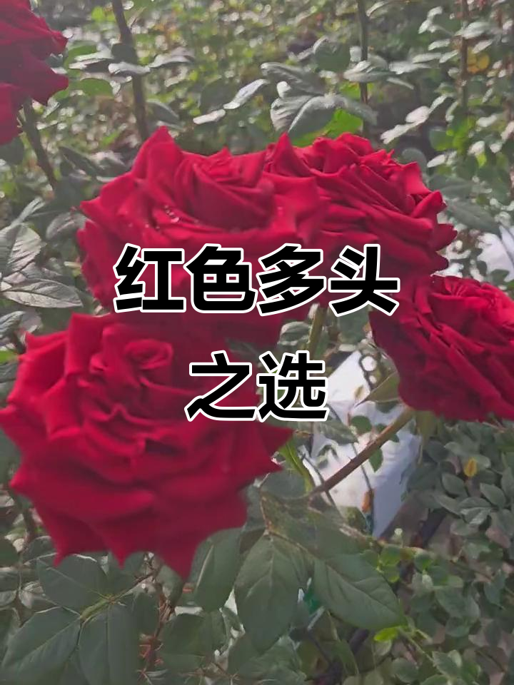 红色多头,黑神话、大鱼海棠谁更吸引你?