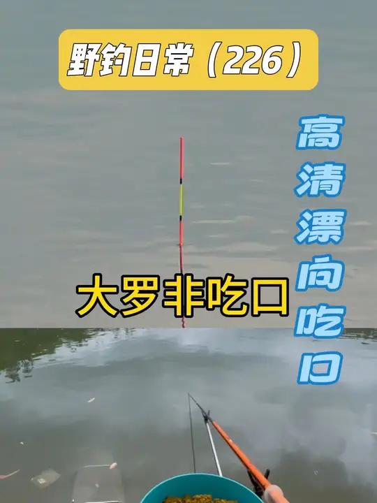 野钓大罗非，高清漂向真实吃口，一抓一个准看的太爽了！