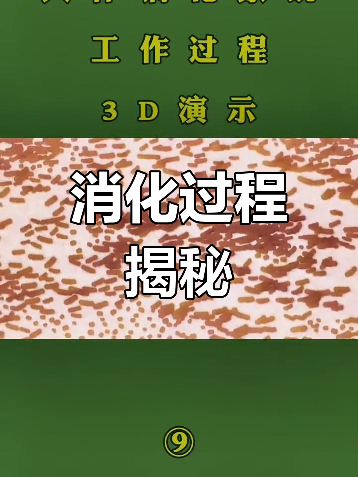 人体消化系统全解析