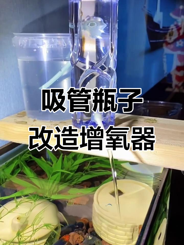 用吸管和废饮料瓶做简易增氧器,给鱼缸加点活力