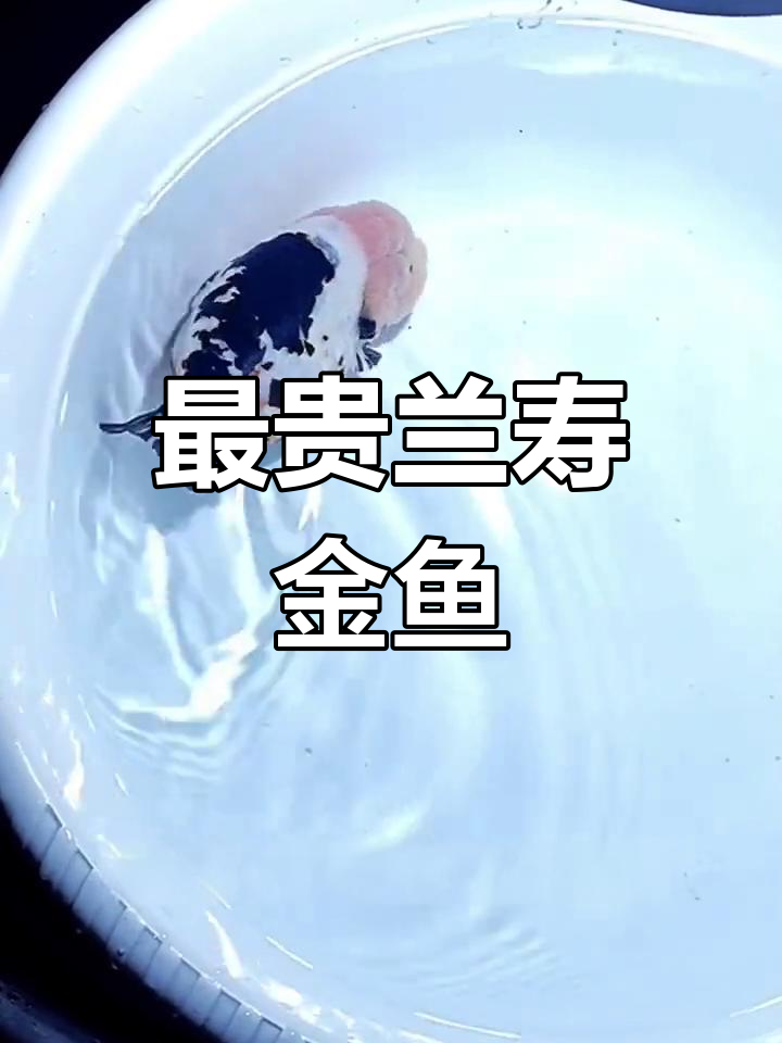 福州蓝瘦金鱼:最昂贵的品种