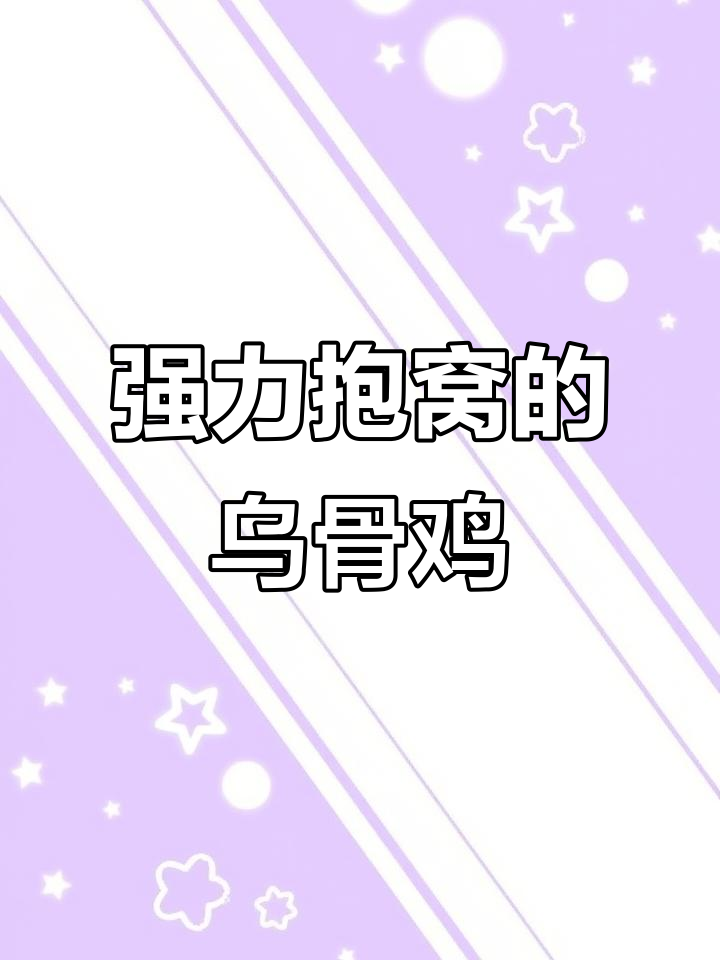 成年母鸡抱窝能力强,乌骨鸡更是厉害