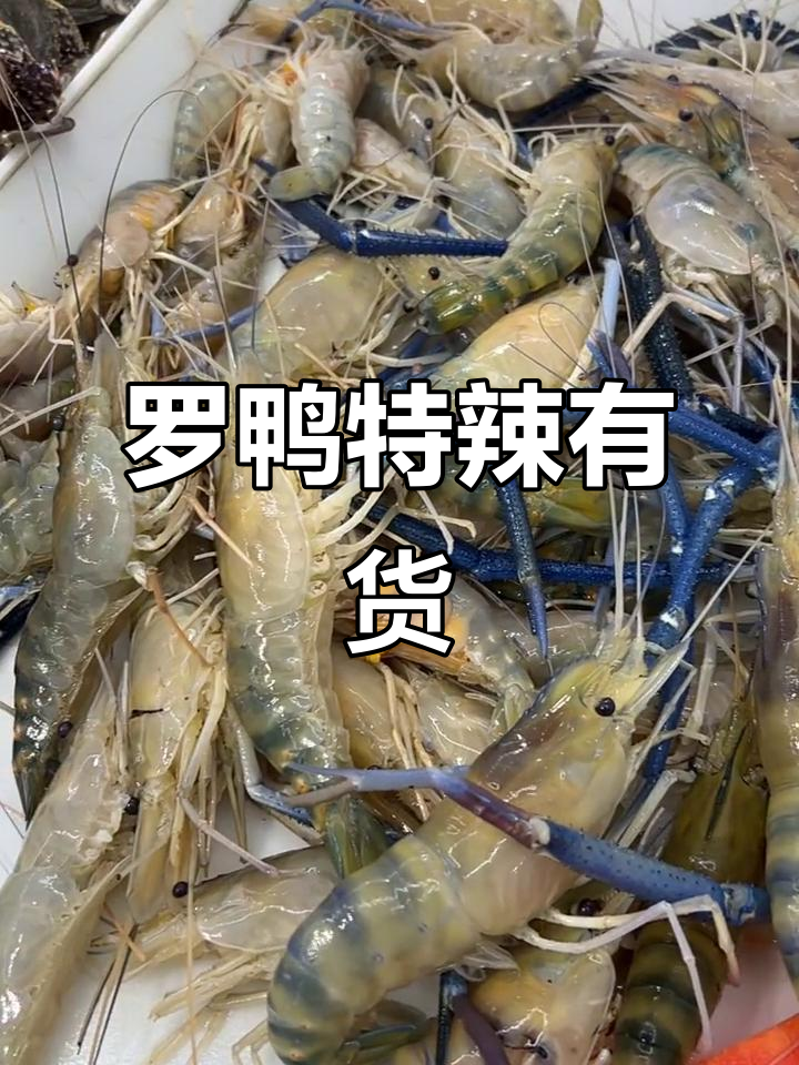 天津王顶堤市场直播:罗鸭特辣货源,小号178三斤