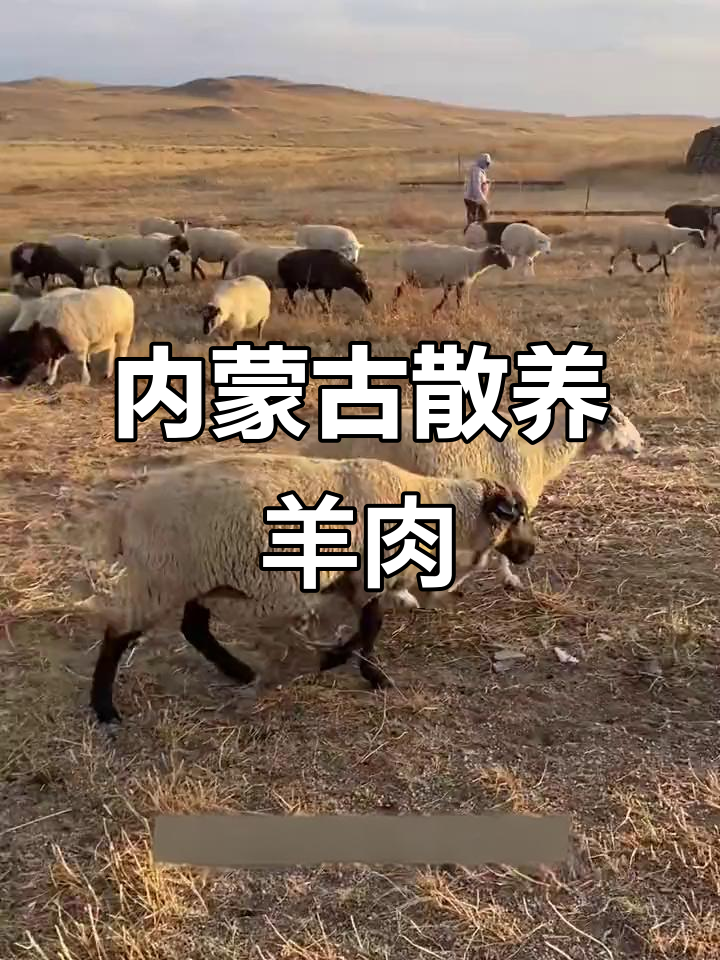 尝过内蒙古自由放养的羊肉吗?本地价格已超55元!