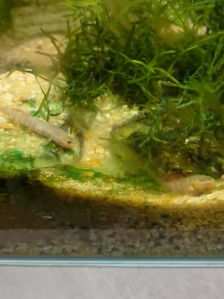 溪吻虾虎繁殖行