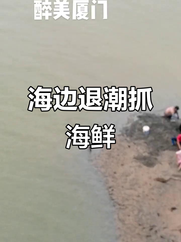厦门海边退潮,捞鱼捡虾乐趣多