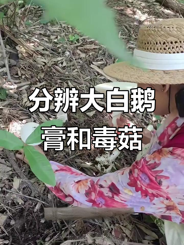 大白鹅膏菌与淡红鹅膏菌的区别,如何辨别安全蘑菇