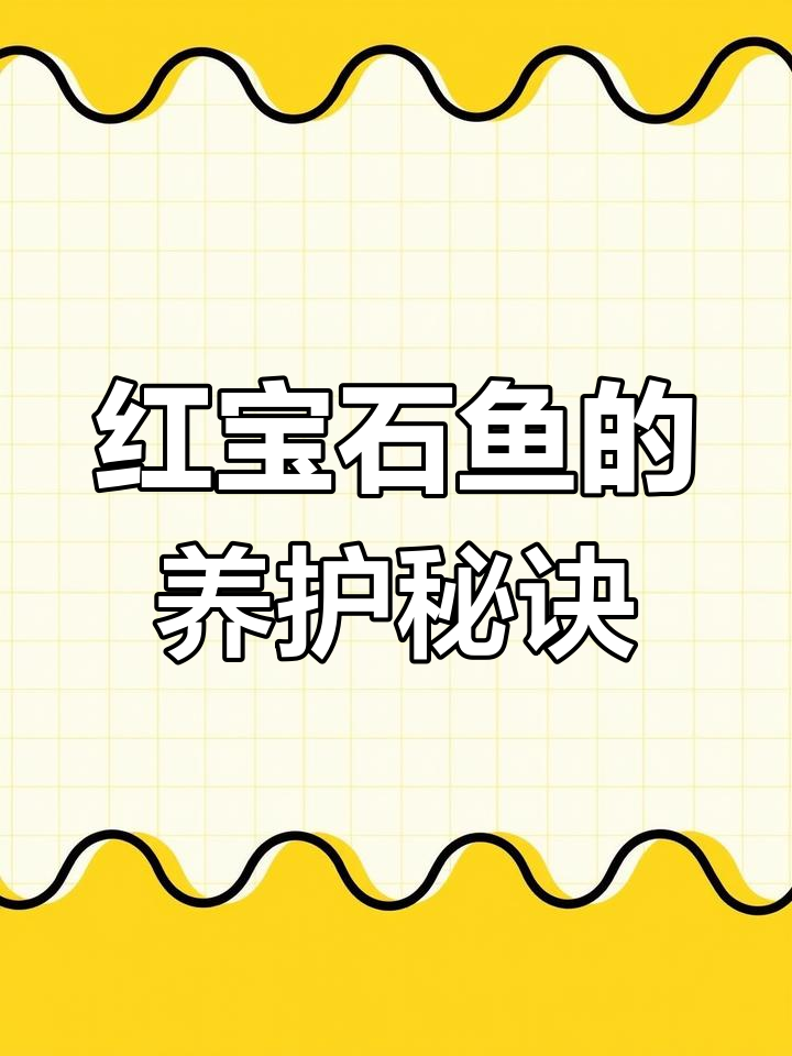 血钻红宝石鱼:养殖技巧与繁殖方法全解析
