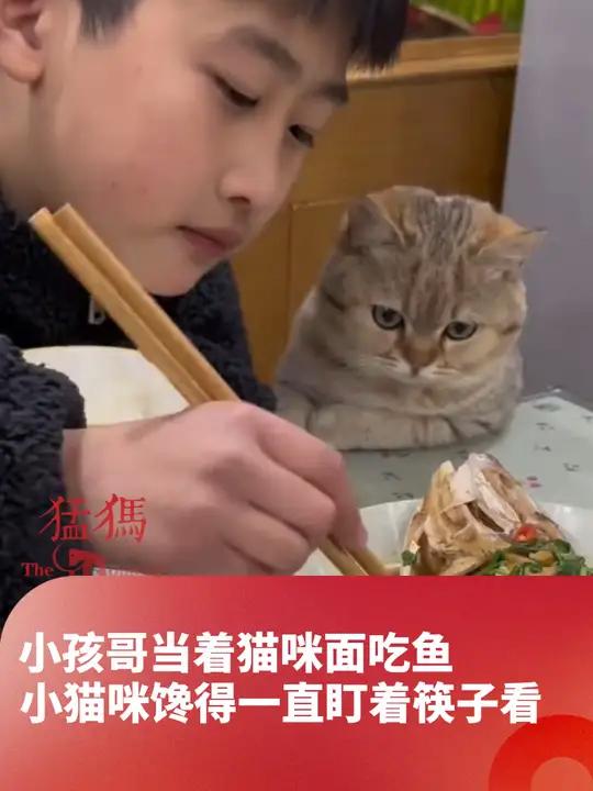 小孩哥当着猫咪面吃鱼,小猫咪馋得一直盯着筷子看,“它竟然能像人一样胳膊拄在桌子上”