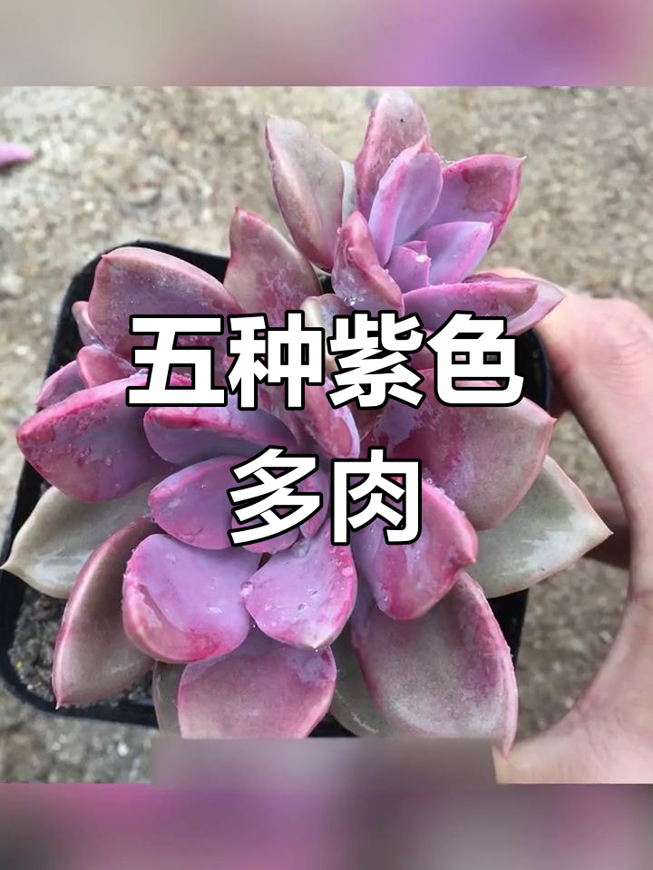 盘点五种紫色多肉植物,美丽又易养