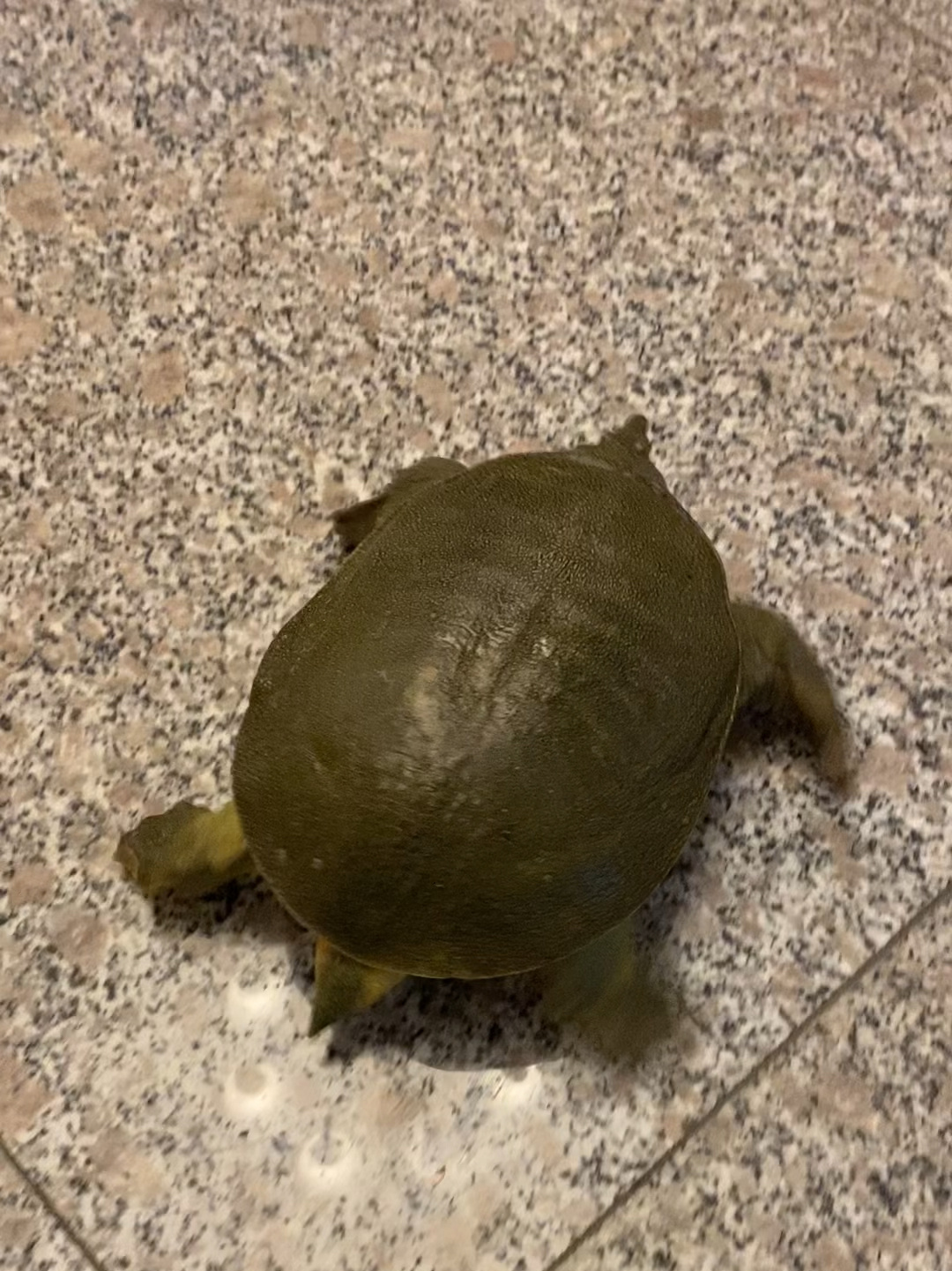 甲鱼跑啦～教你如何分辨甲鱼年龄